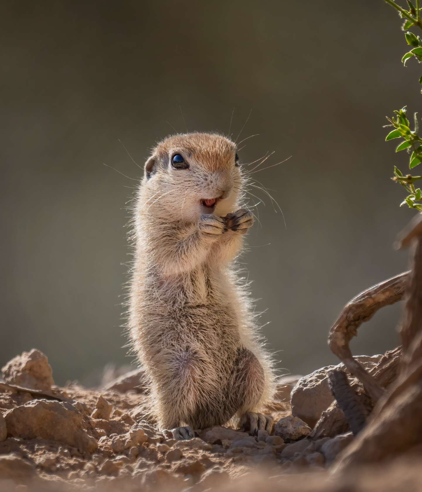 Nature Photographer of the Year 2021