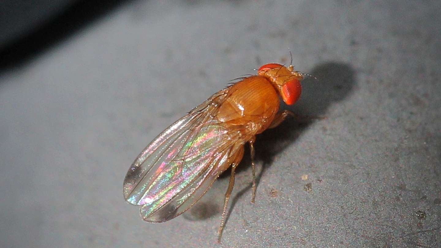 Mosca da fruta em cima de um bago de uva