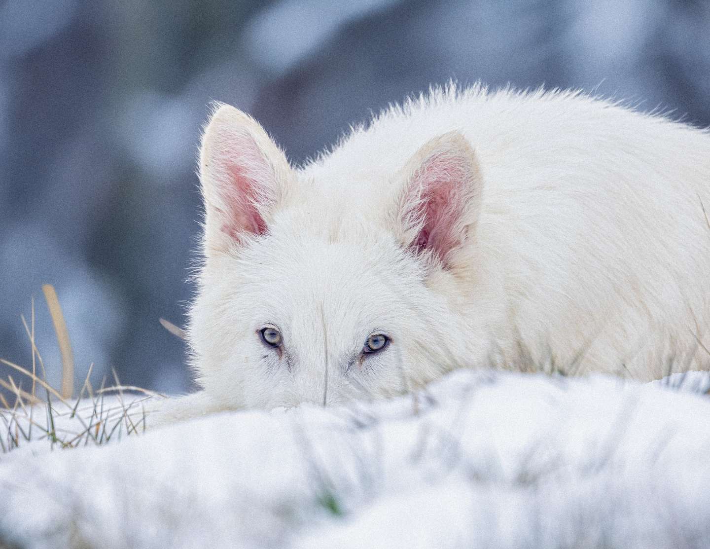 Lobo-terrível criado pela Colossal Biosciences