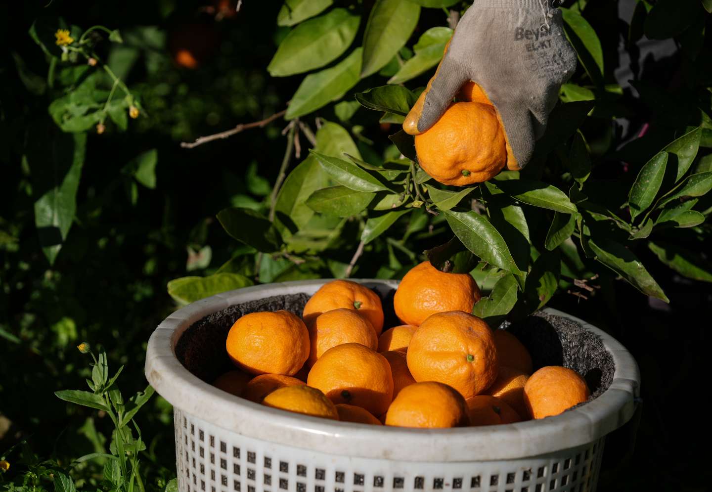 Tangerinas