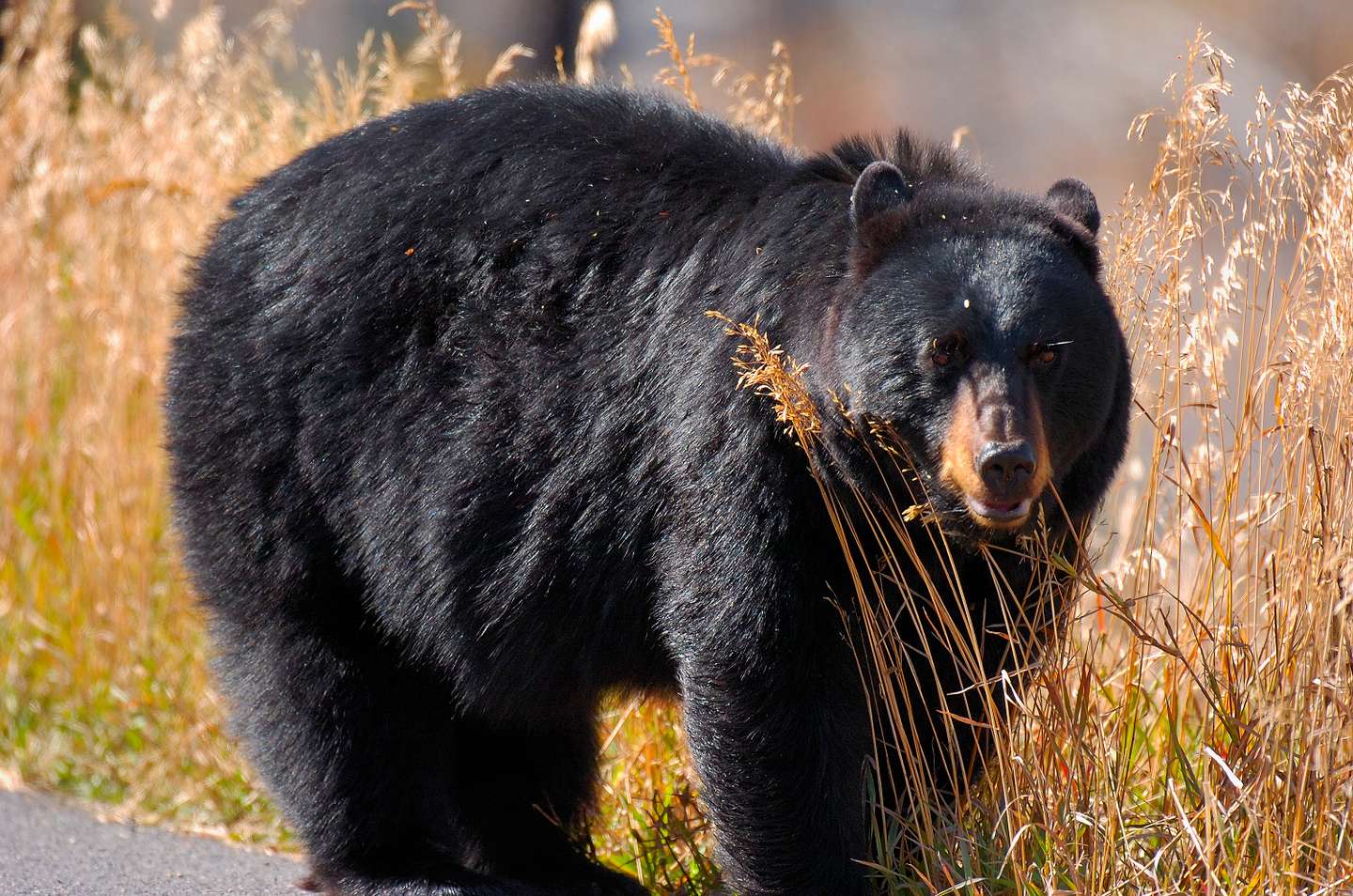 Black Bear Close Portrait