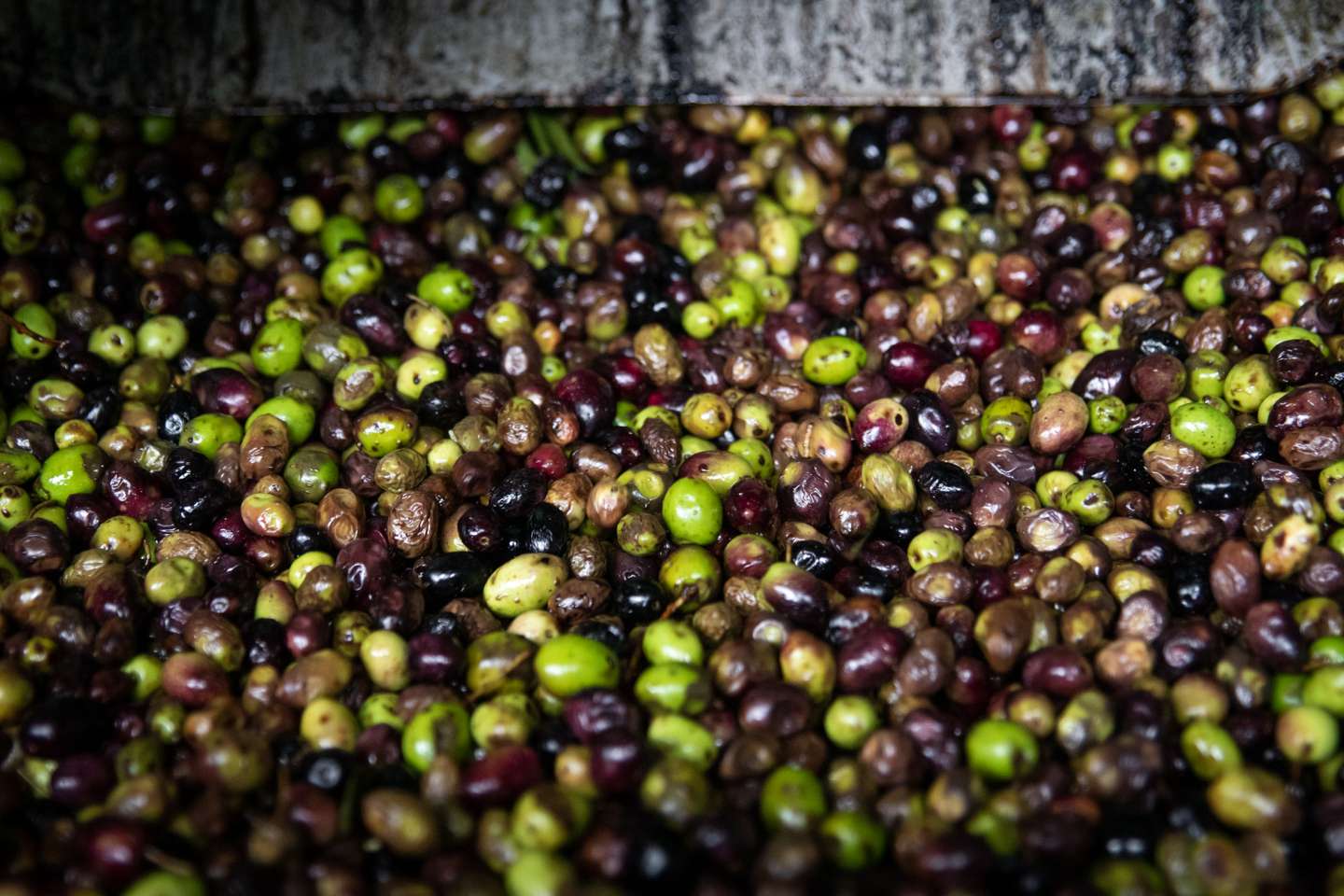 Reportagem sobre a falta de mão de obra no sétor da agricultura/pecuária: Alberto Serafim, dono de um Olival e coordenador da produção de azeite em Sousel. Sousel, Portalegre 10 de Dezembro de 2021 TOMÁS SILVA/OBSERVADOR
