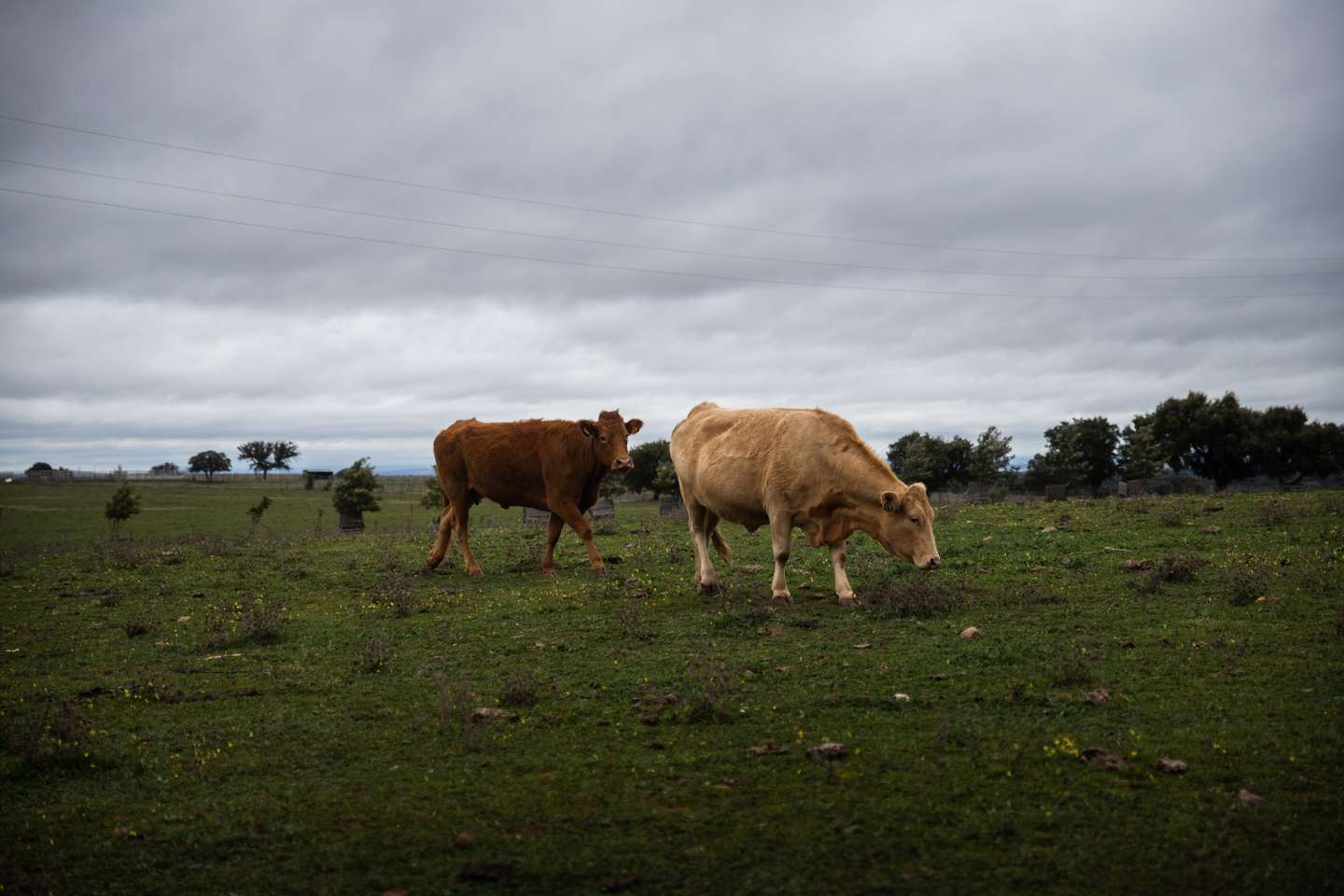 eportagem sobre a falta de mão de obra no sétor da agricultura/pecuária: João Ganhão, produtor de gado Angus. Sousel, Portalegre 10 de Dezembro de 2021 TOMÁS SILVA/OBSERVADOR
