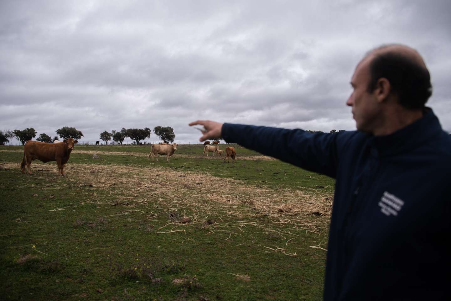 eportagem sobre a falta de mão de obra no sétor da agricultura/pecuária: João Ganhão, produtor de gado Angus. Sousel, Portalegre 10 de Dezembro de 2021 TOMÁS SILVA/OBSERVADOR