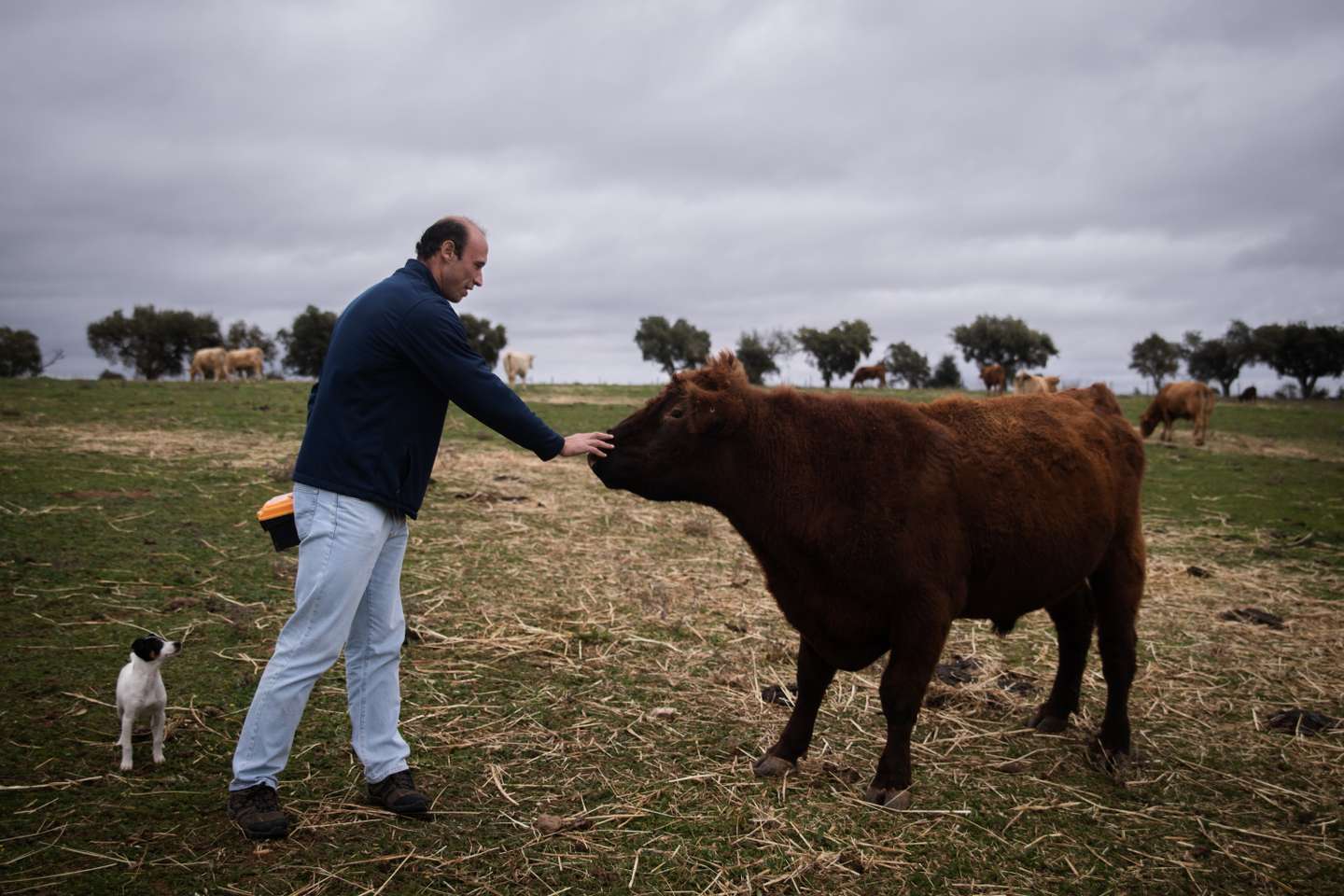 eportagem sobre a falta de mão de obra no sétor da agricultura/pecuária: João Ganhão, produtor de gado Angus. Sousel, Portalegre 10 de Dezembro de 2021 TOMÁS SILVA/OBSERVADOR