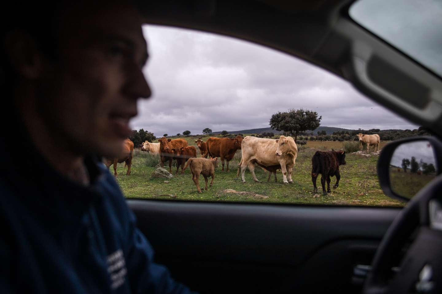 eportagem sobre a falta de mão de obra no sétor da agricultura/pecuária: João Ganhão, produtor de gado Angus. Sousel, Portalegre 10 de Dezembro de 2021 TOMÁS SILVA/OBSERVADOR