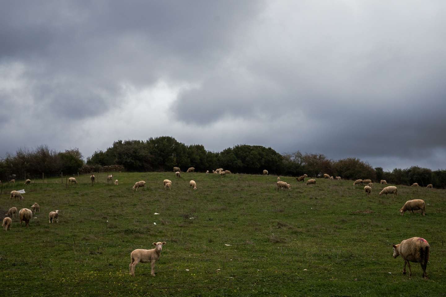 Reportagem sobre a falta de mão de obra no sétor da agricultura/pecuária: Albertina, ovinocultora e também dona de um olival. Sousel, Portalegre 10 de Dezembro de 2021 TOMÁS SILVA/OBSERVADOR