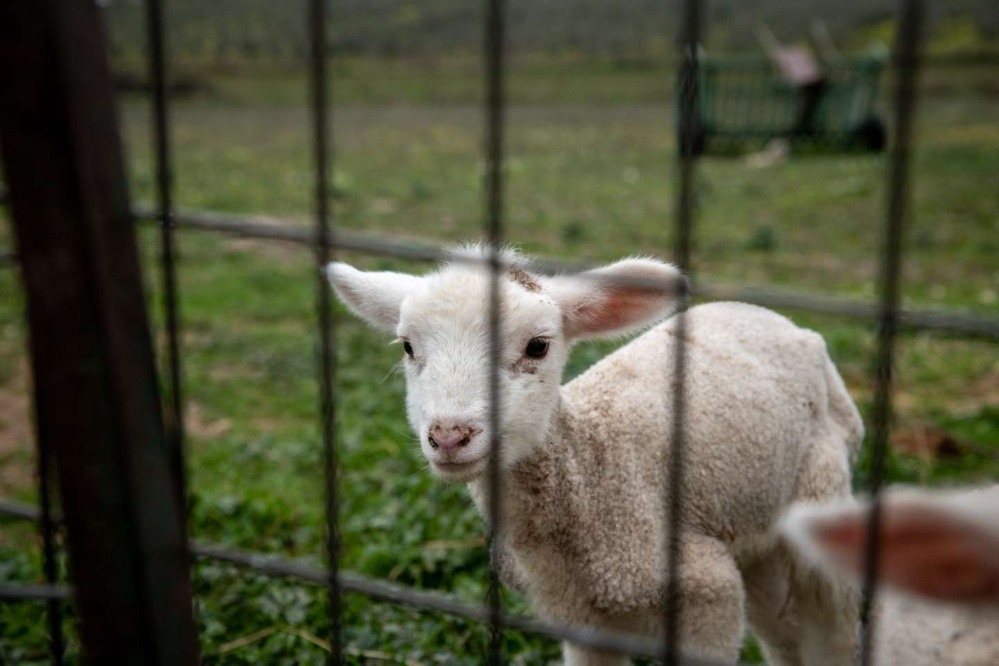 Reportagem sobre a falta de mão de obra no sétor da agricultura/pecuária: Albertina, ovinocultora e também dona de um olival. Sousel, Portalegre 10 de Dezembro de 2021 TOMÁS SILVA/OBSERVADOR