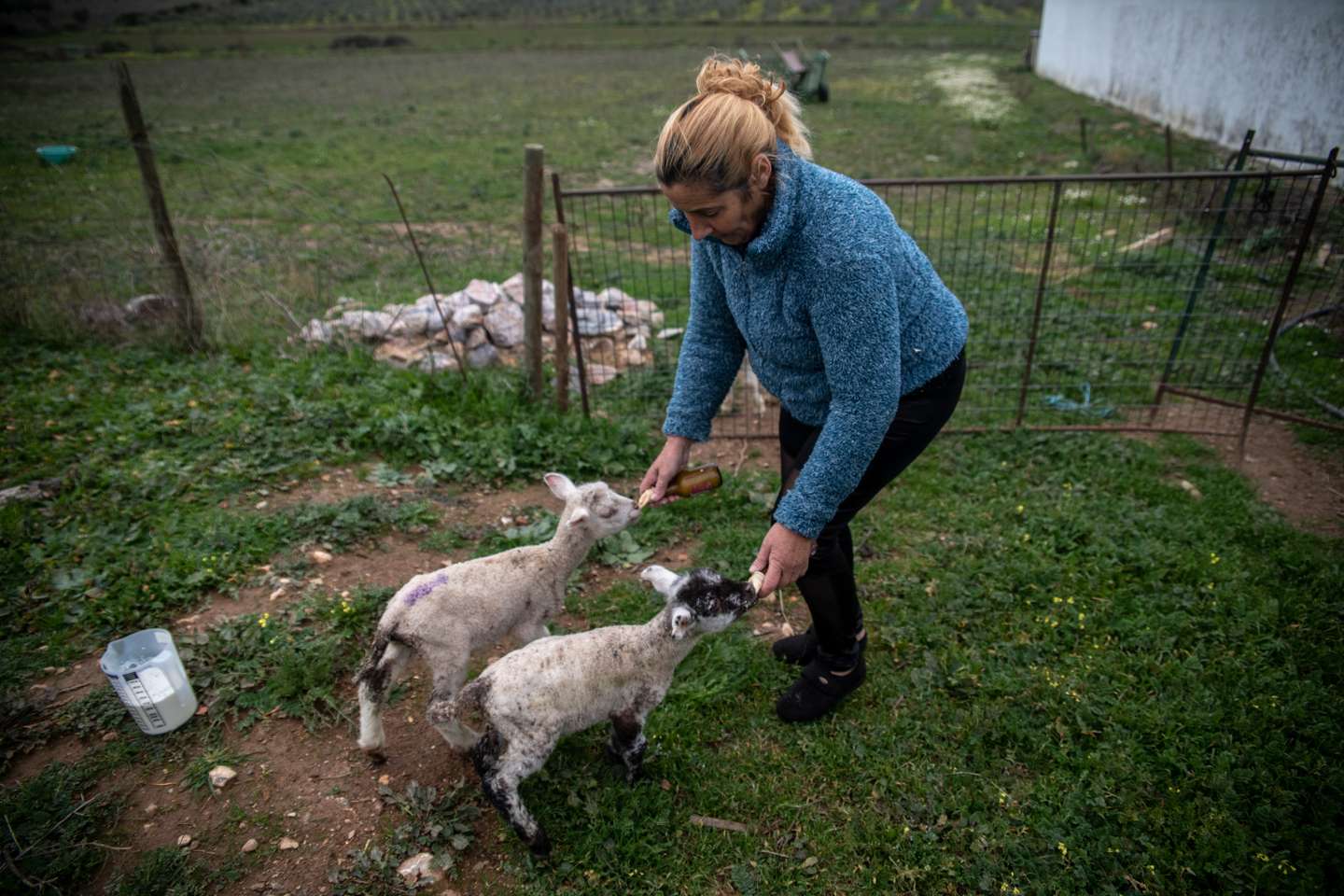 Reportagem sobre a falta de mão de obra no sétor da agricultura/pecuária: Albertina, ovinocultora e também dona de um olival. Sousel, Portalegre 10 de Dezembro de 2021 TOMÁS SILVA/OBSERVADOR