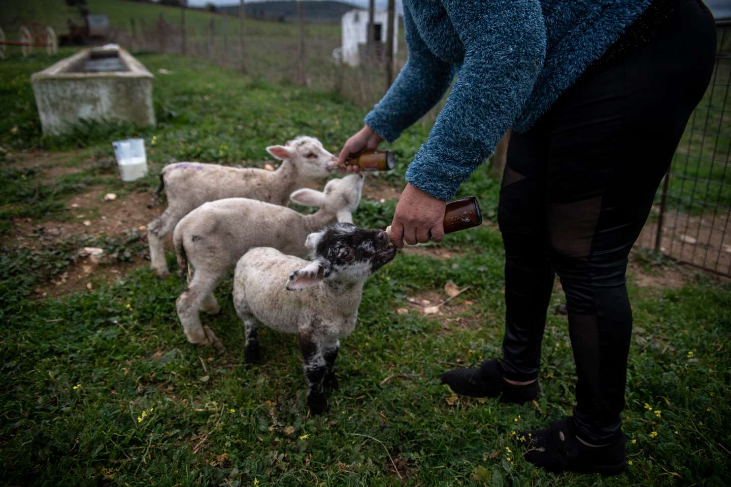 Reportagem sobre a falta de mão de obra no sétor da agricultura/pecuária: Albertina, ovinocultora e também dona de um olival. Sousel, Portalegre 10 de Dezembro de 2021 TOMÁS SILVA/OBSERVADOR