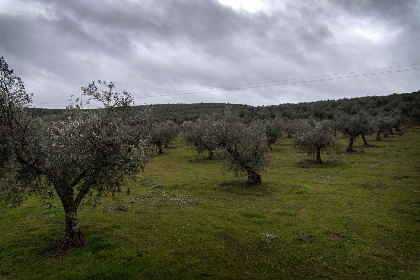 Reportagem sobre a falta de mão de obra no sétor da agricultura/pecuária: Albertina, ovinocultora e também dona de um olival. Sousel, Portalegre 10 de Dezembro de 2021 TOMÁS SILVA/OBSERVADOR