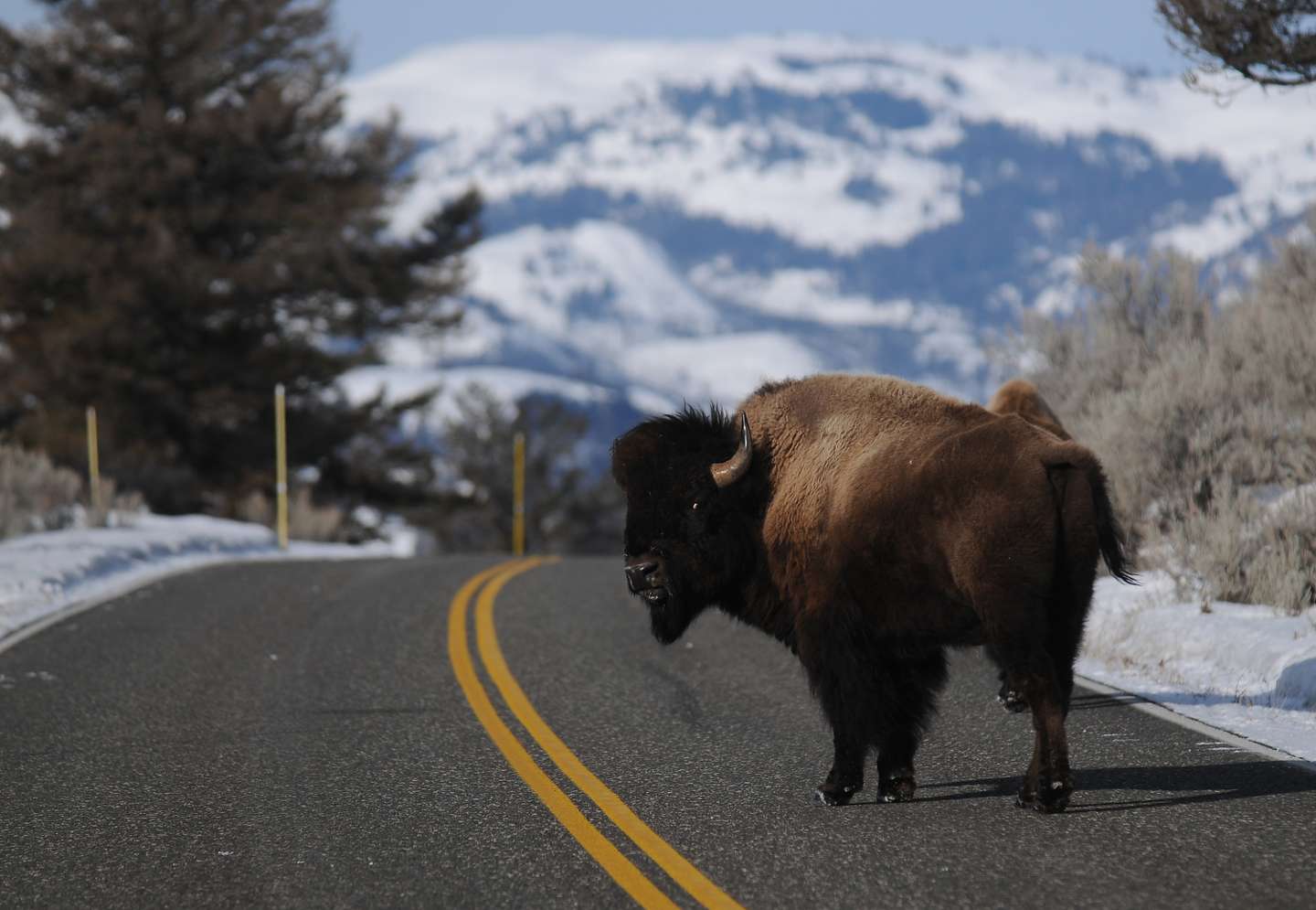 na-yellowstone