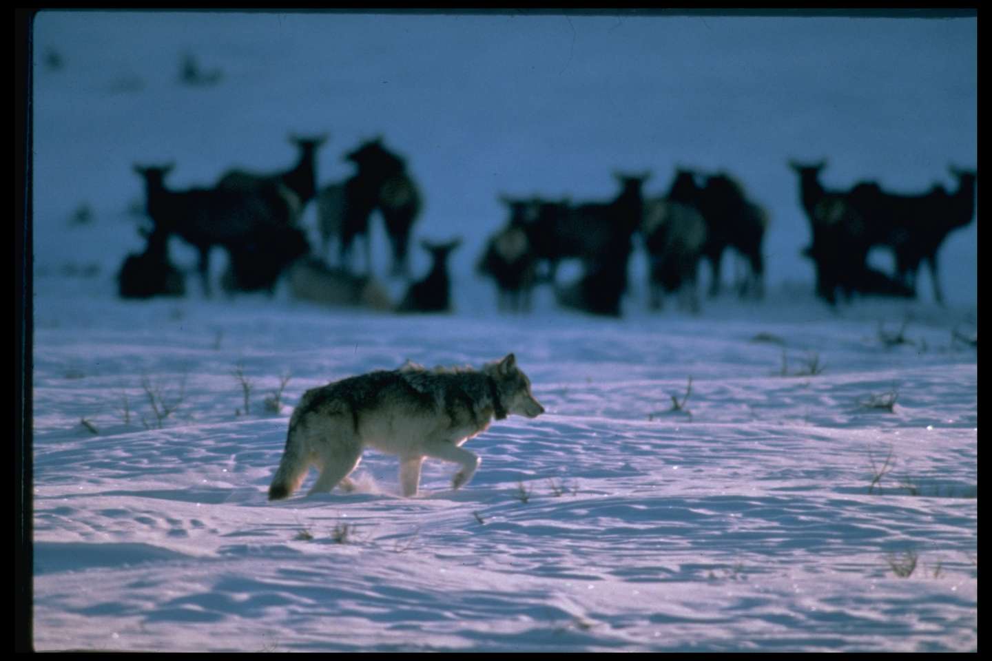 Gray male alpha wolf, leader of Chief Jo