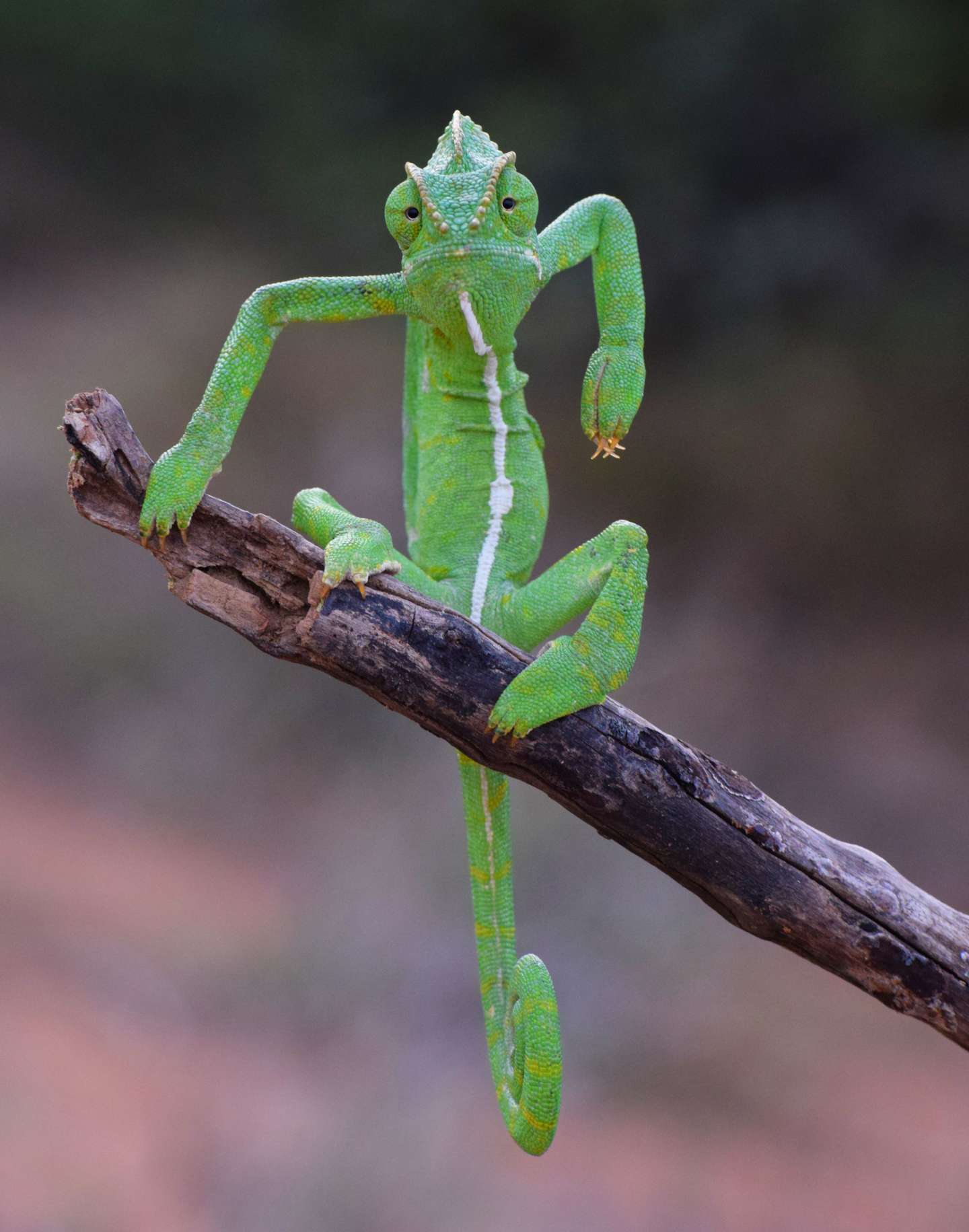 The Green Stylist