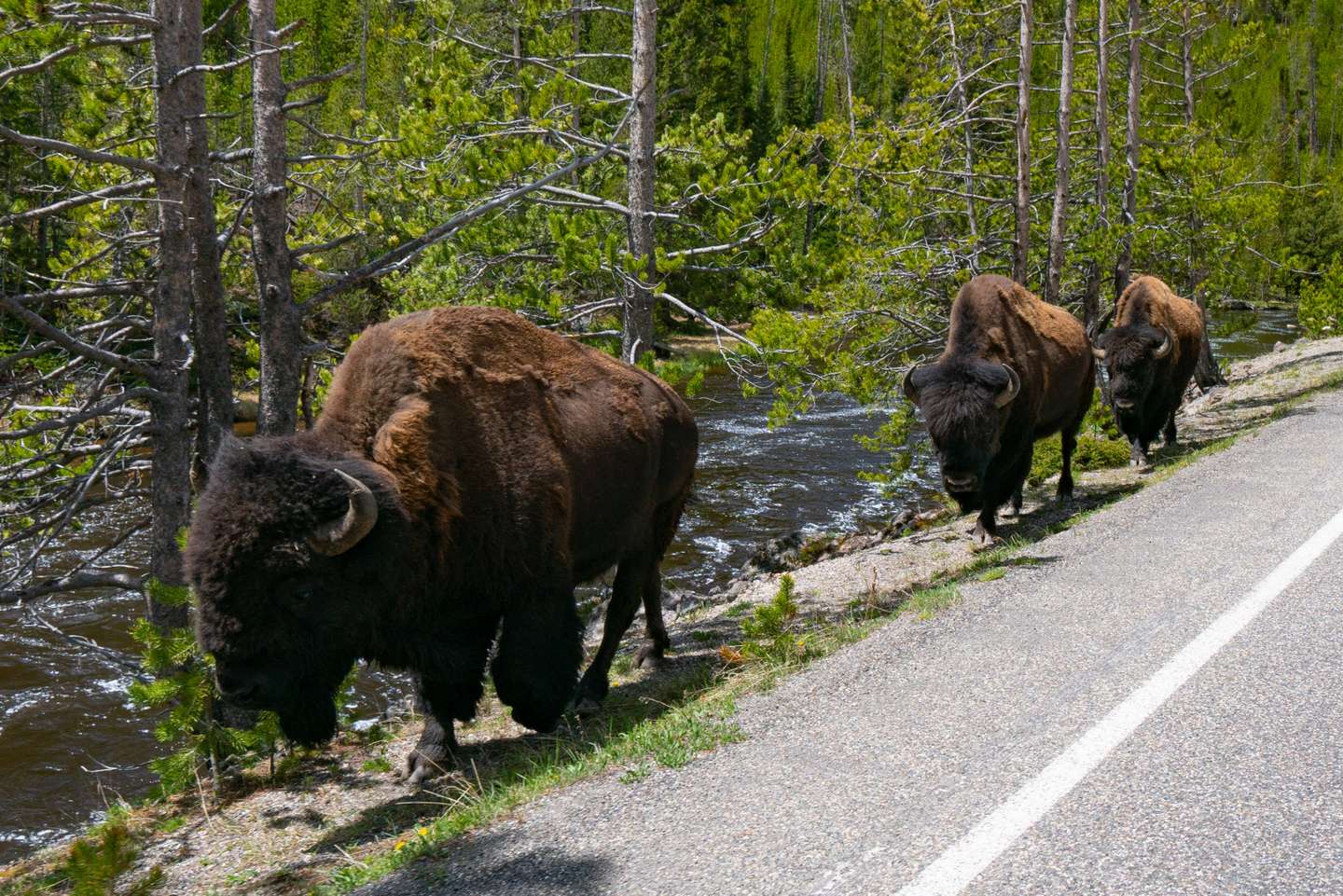 Yellowstone National Park Exteriors And Landmarks - 2021