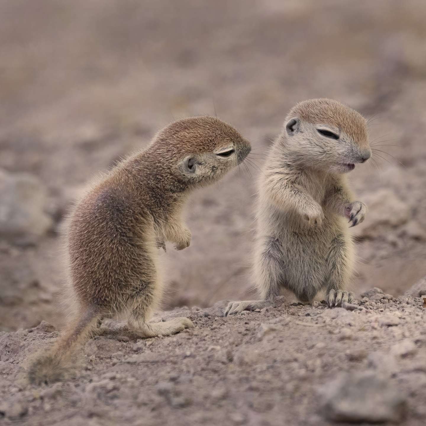 Nature Photographer of the Year 2021