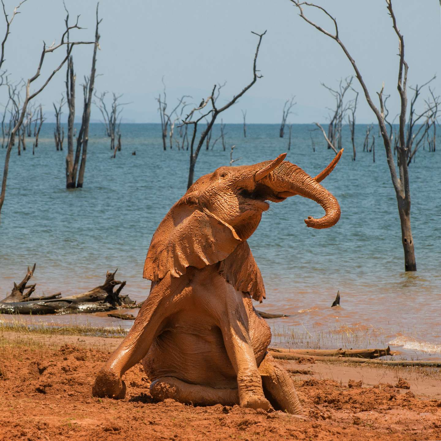 The Joy of a Mud Bath
