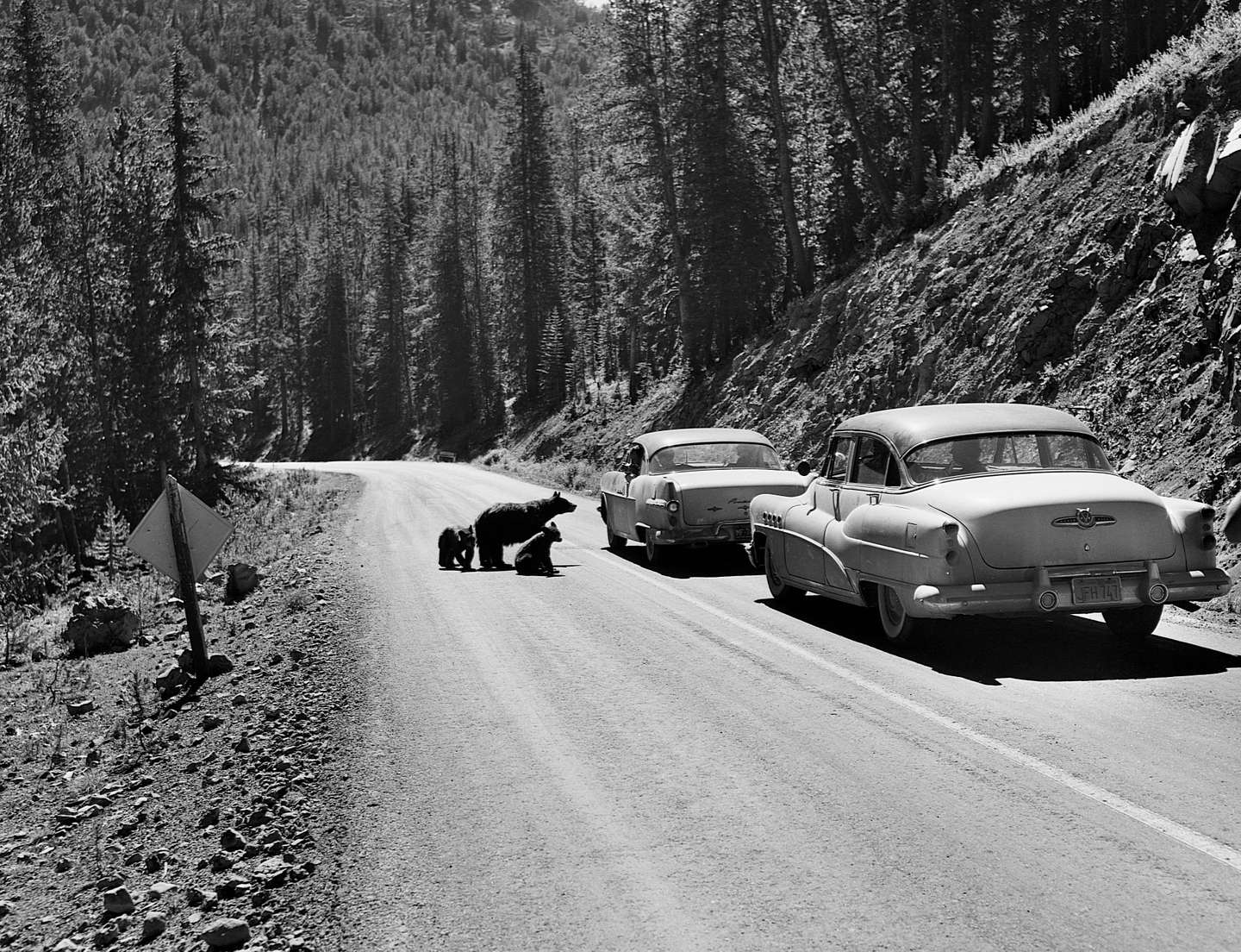 Tourist Photographs Bears From Car