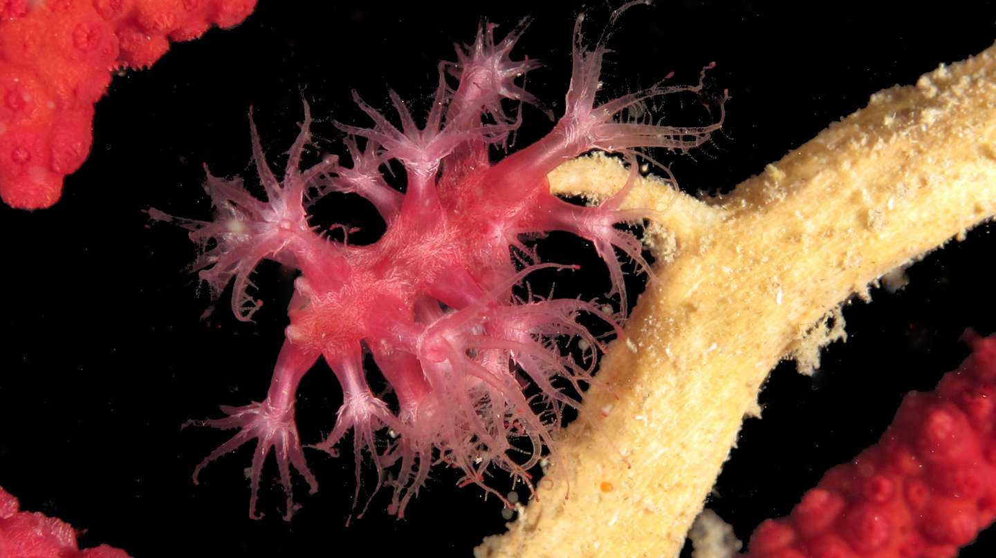 Paramuricea clavata_Mario Munaretto