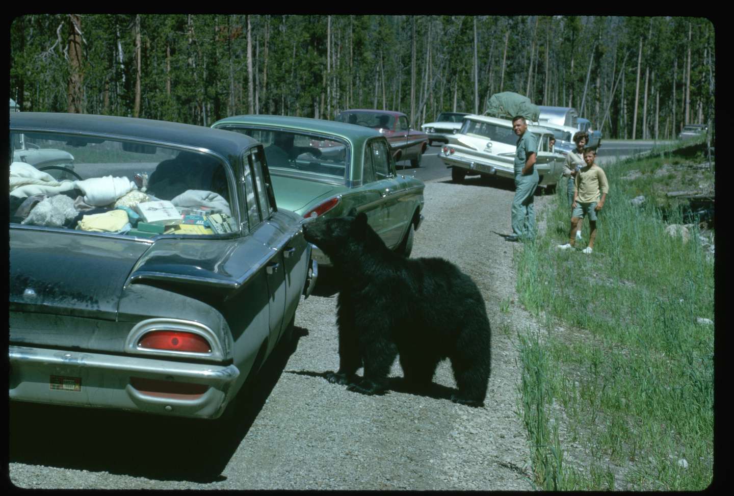 Black Bear Sniffing Tourist's Car at Yellowstone