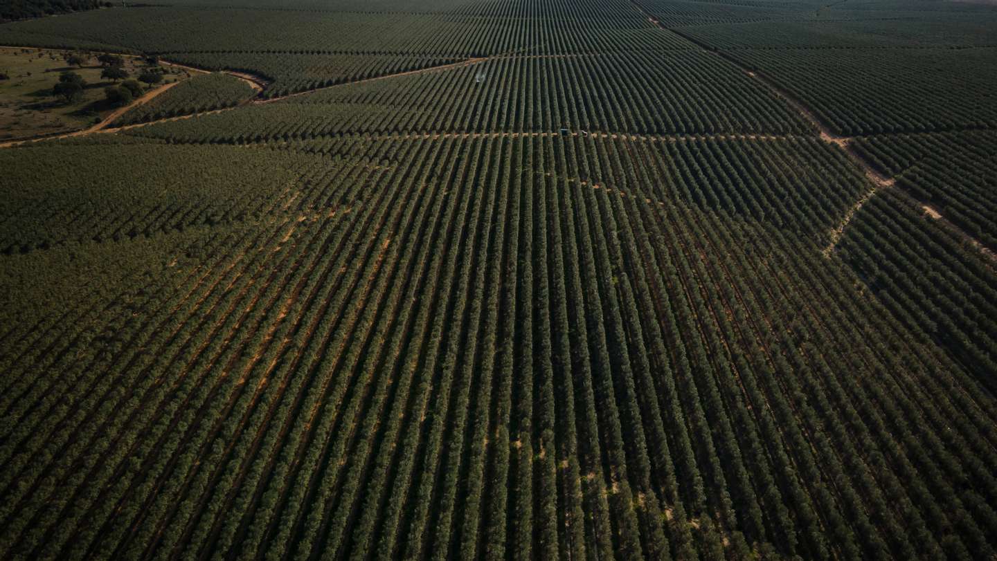 Reportagem sobre a influência da Barragem do Alqueva na agricultura do Alentejo. Reportagem sobre um olival de produção intensiva perto da Beja. Alqueva, Beja, 10 de fevereiro de 2022. JOÃO PORFÍRIO/OBSERVADOR