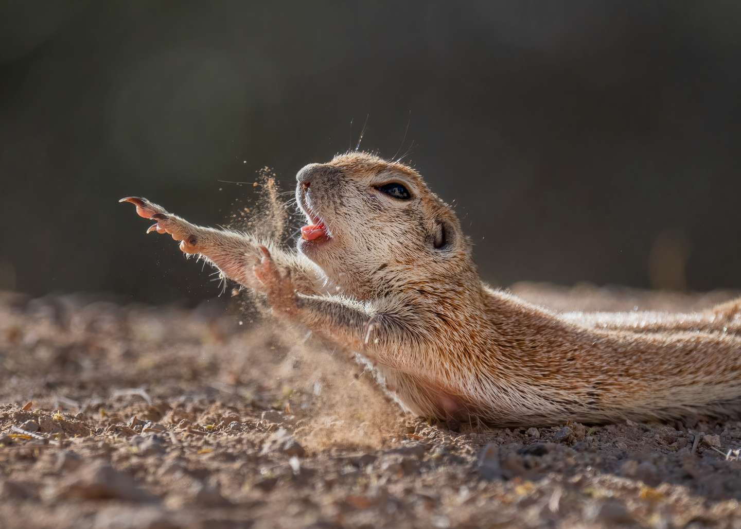 Nature Photographer of the Year 2021