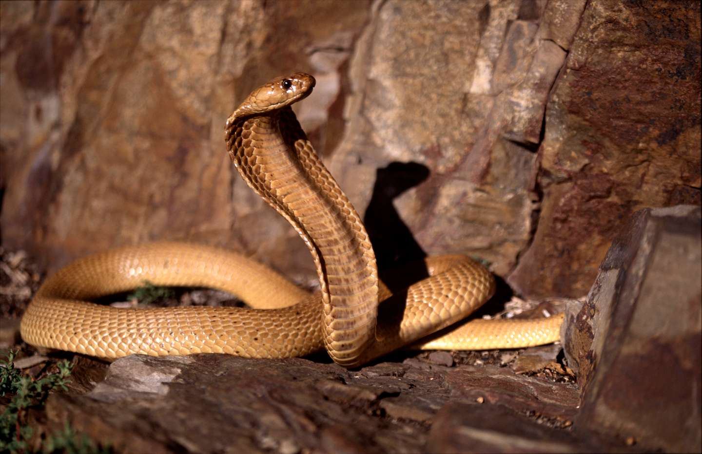 Cape Cobra, Naja nivea, has strongest poison of all African Cobra species