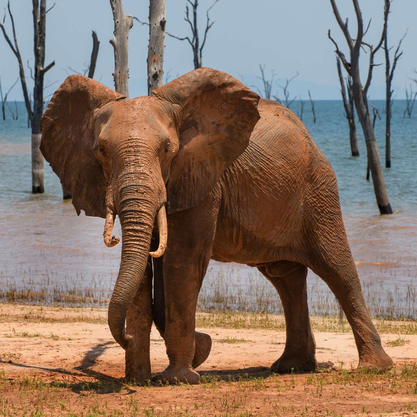 The Joy of a Mud Bath