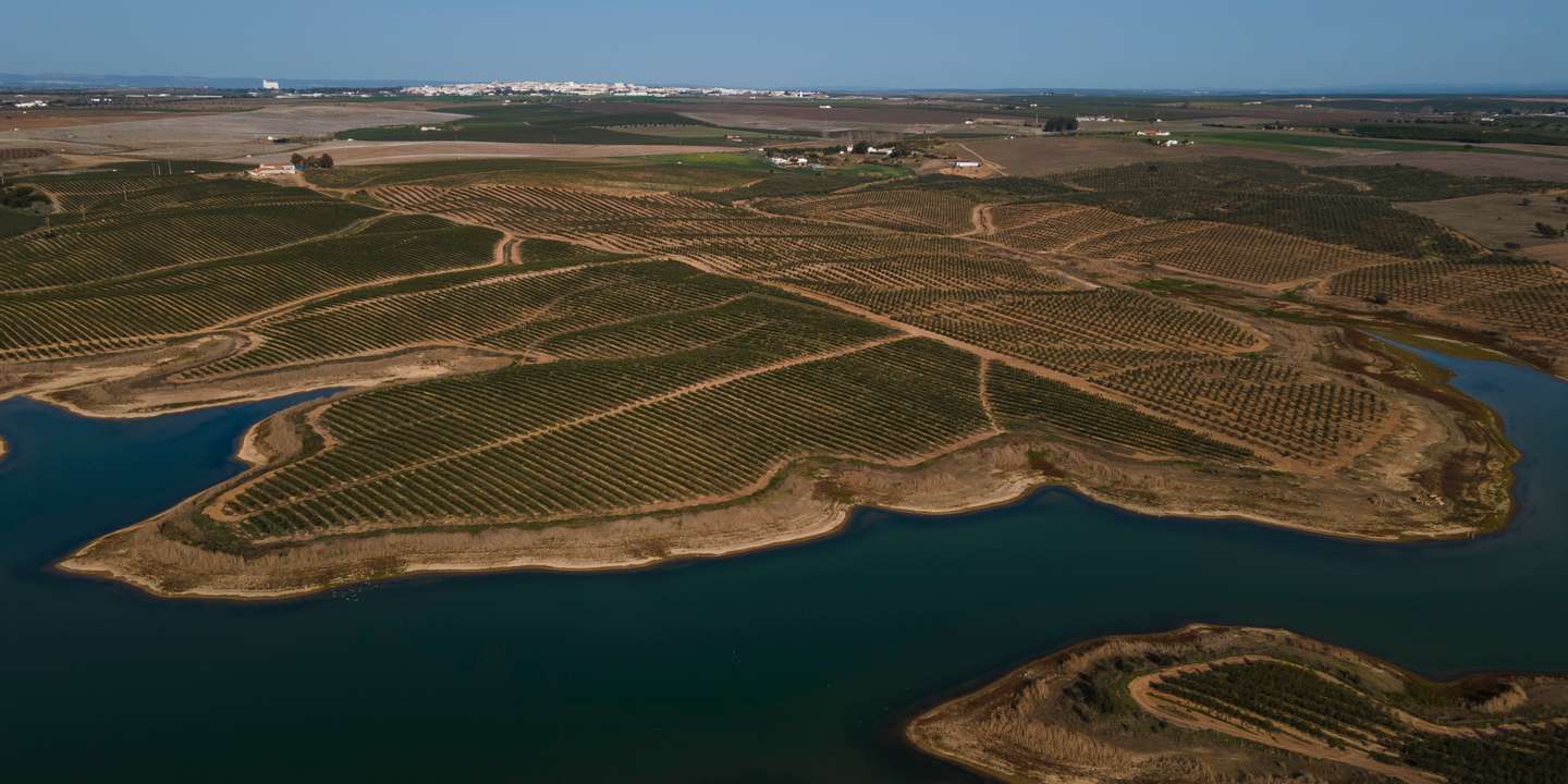 Reportagem sobre a influência da Barragem do Alqueva na agricultura do Alentejo. Reportagem sobre um olival de produção intensiva perto da Beja. Alqueva, Beja, 10 de fevereiro de 2022. JOÃO PORFÍRIO/OBSERVADOR