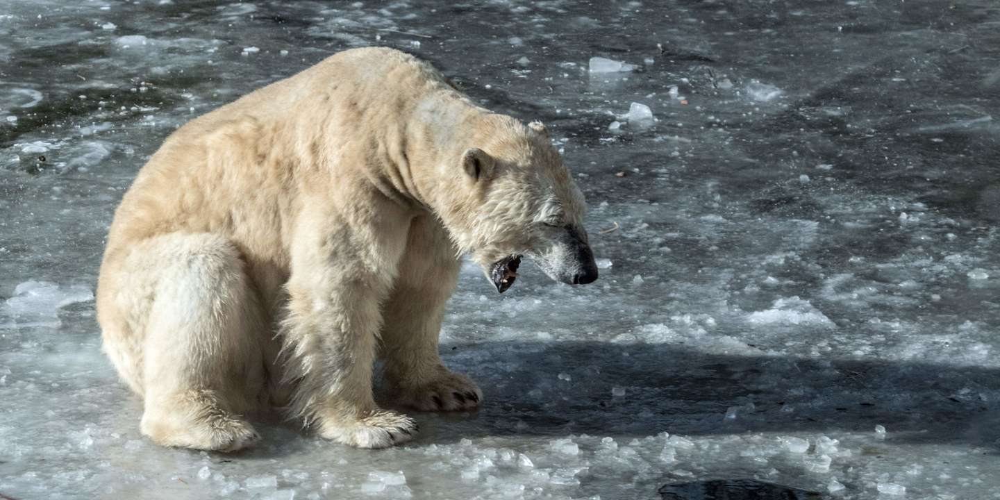 GERMANY-ANIMALS-ZOO-WEATHER-POLAR-BEAR