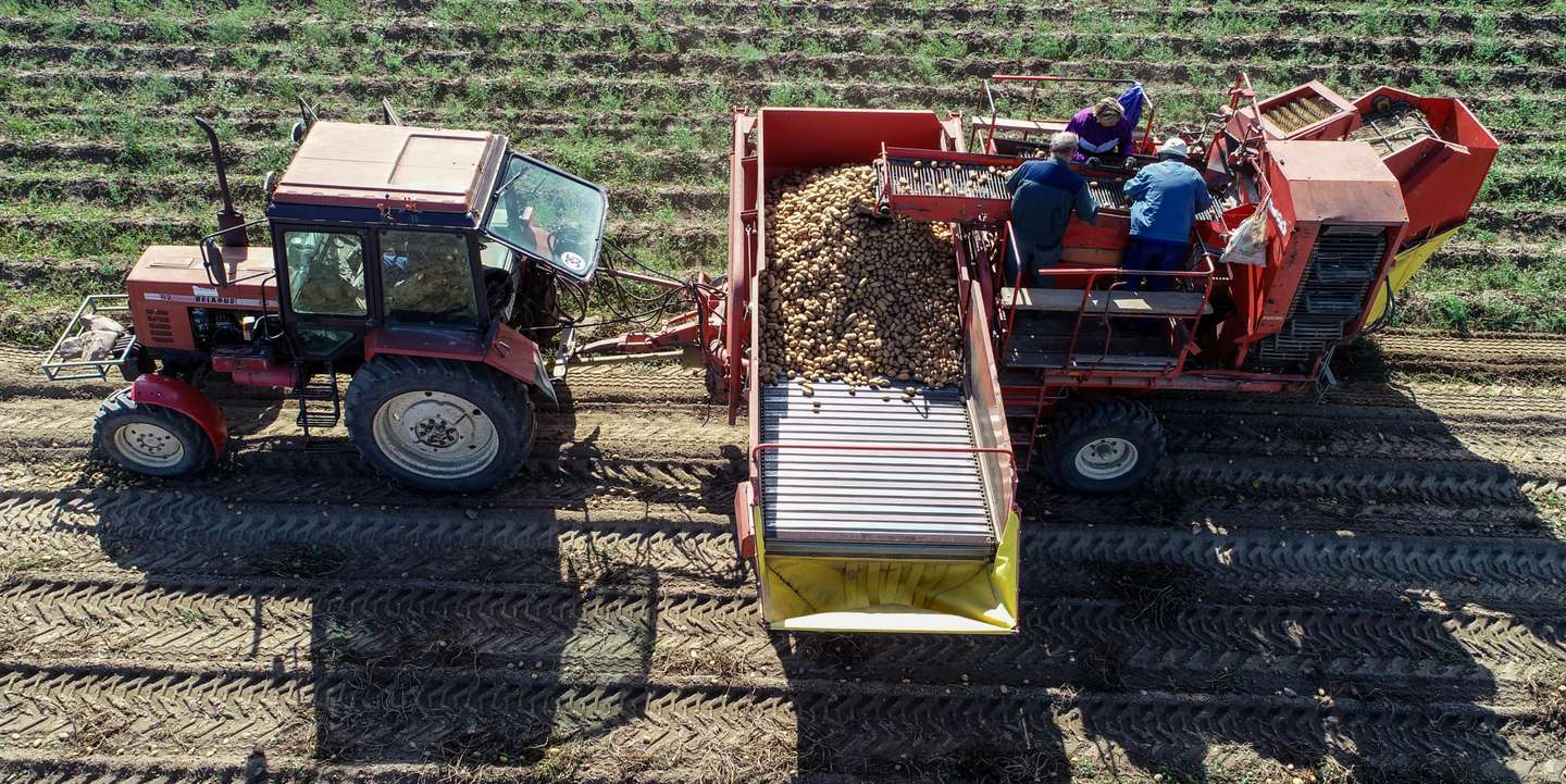 Potato harvest