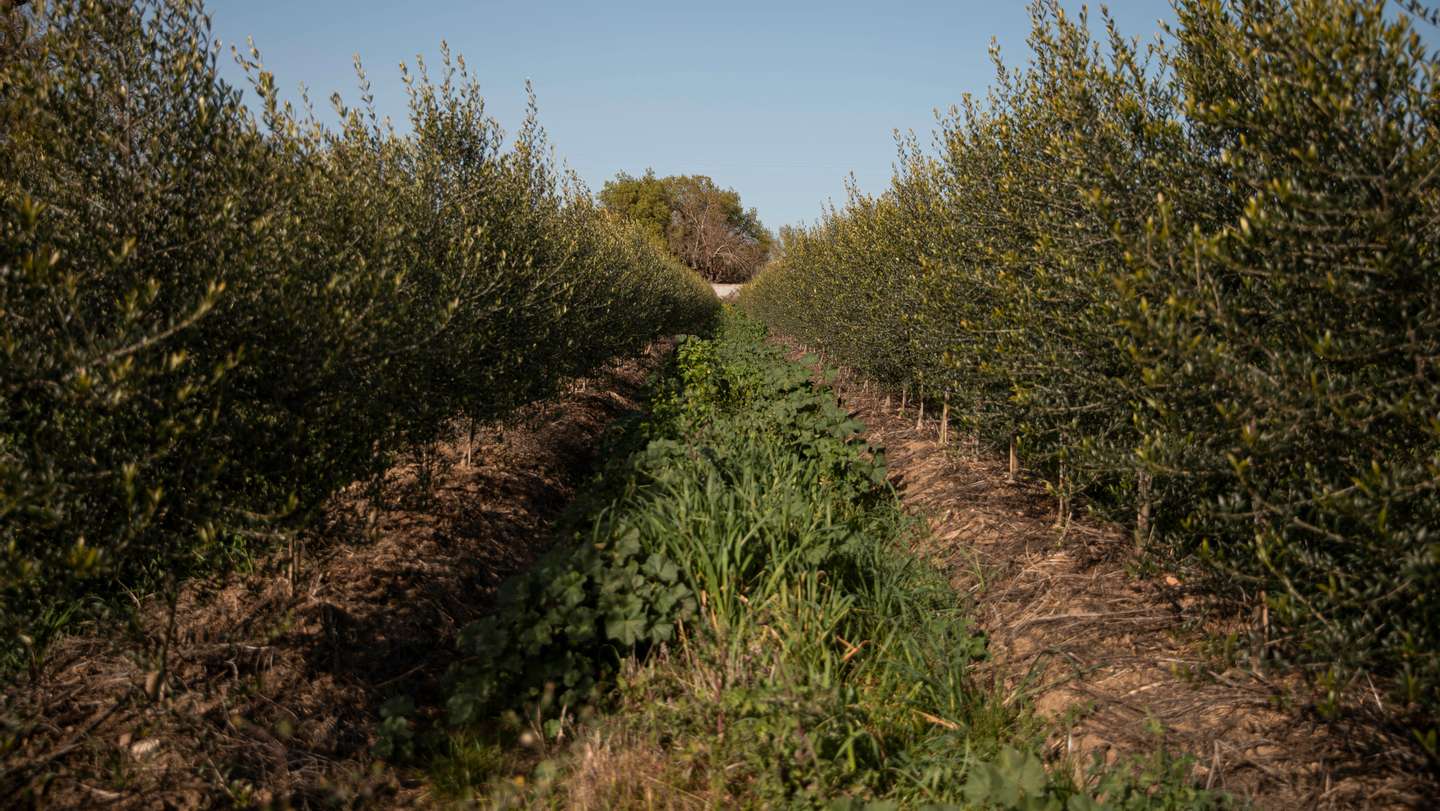 Reportagem sobre a influência da Barragem do Alqueva na agricultura do Alentejo. Reportagem sobre um olival de produção intensiva perto da Beja. Alqueva, Beja, 10 de fevereiro de 2022. JOÃO PORFÍRIO/OBSERVADOR