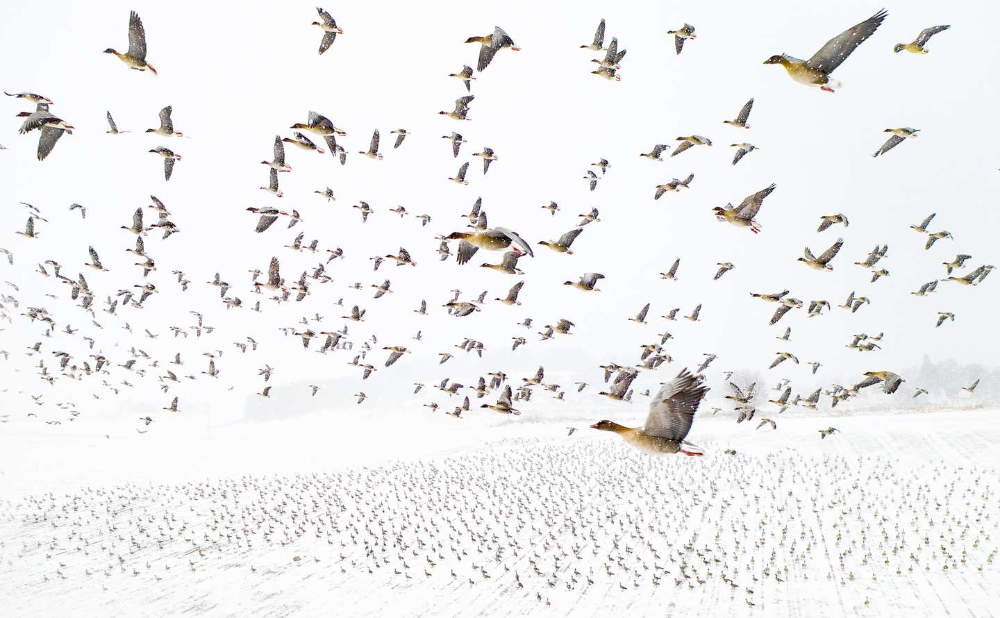 Nature Photographer of the Year 2021