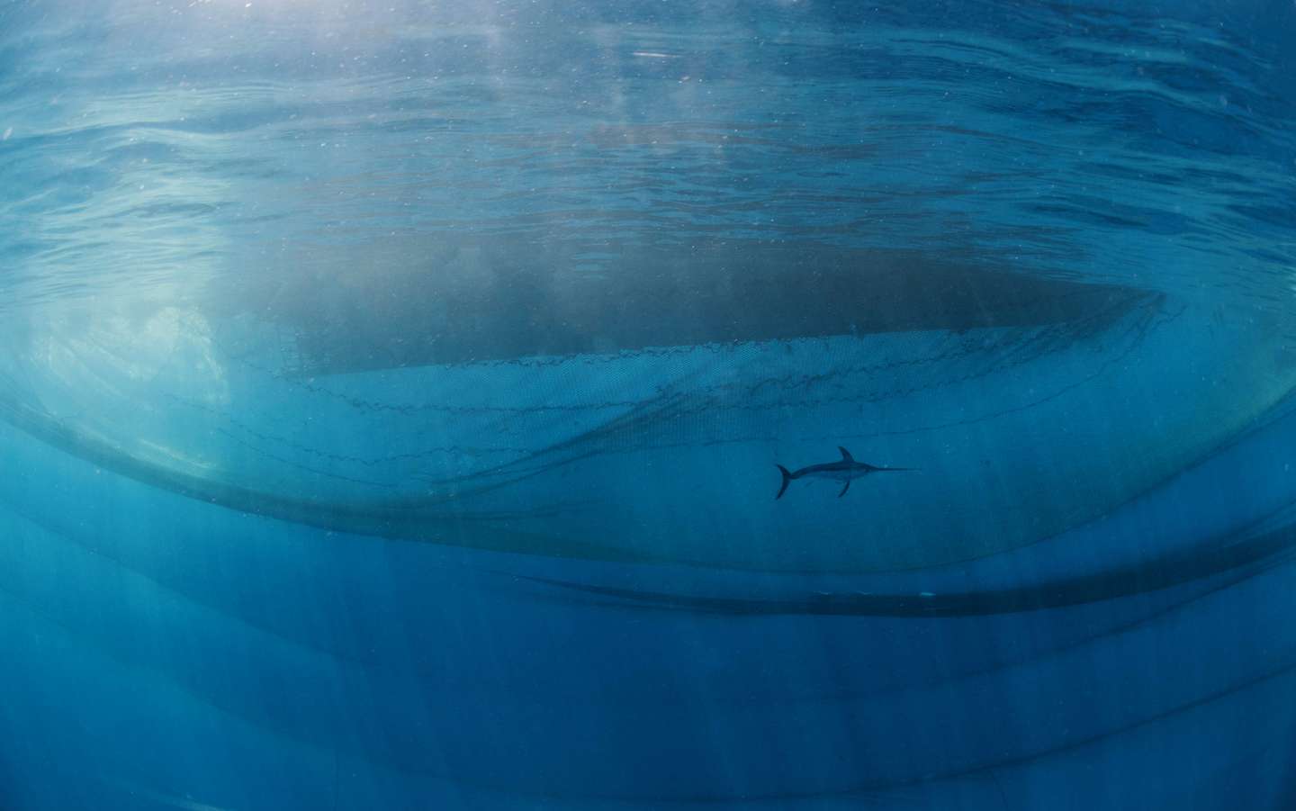Nature Photographer of the Year 2021