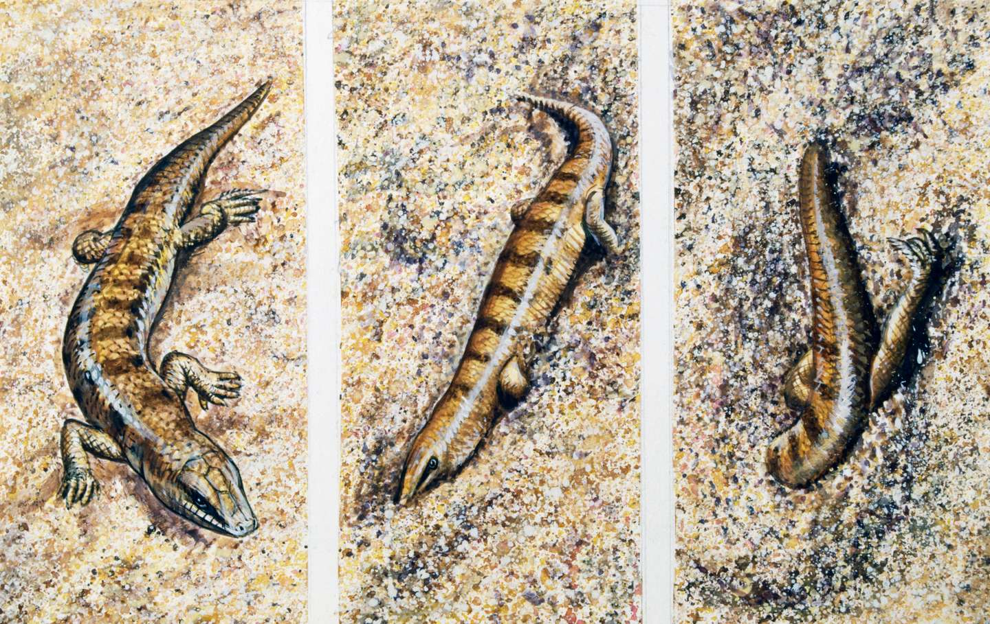 Sandfish, Scincidae