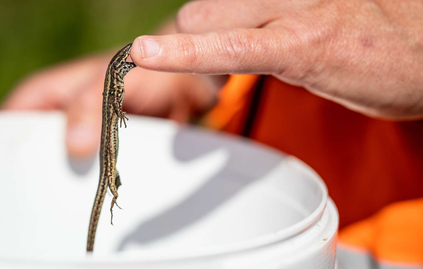 Railway relocates lizards