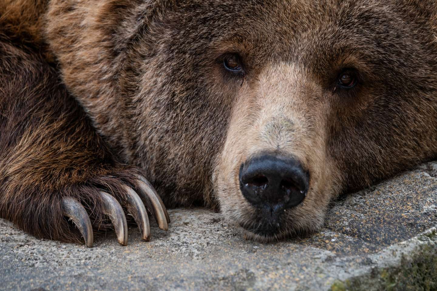 Urso pardo