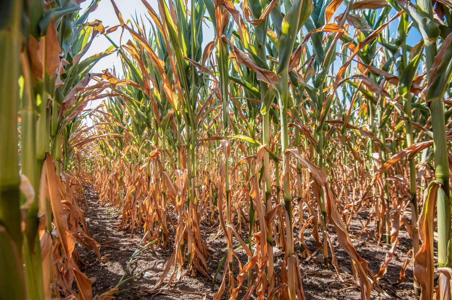 General view of a dry corn field due to drought in Rogoza,