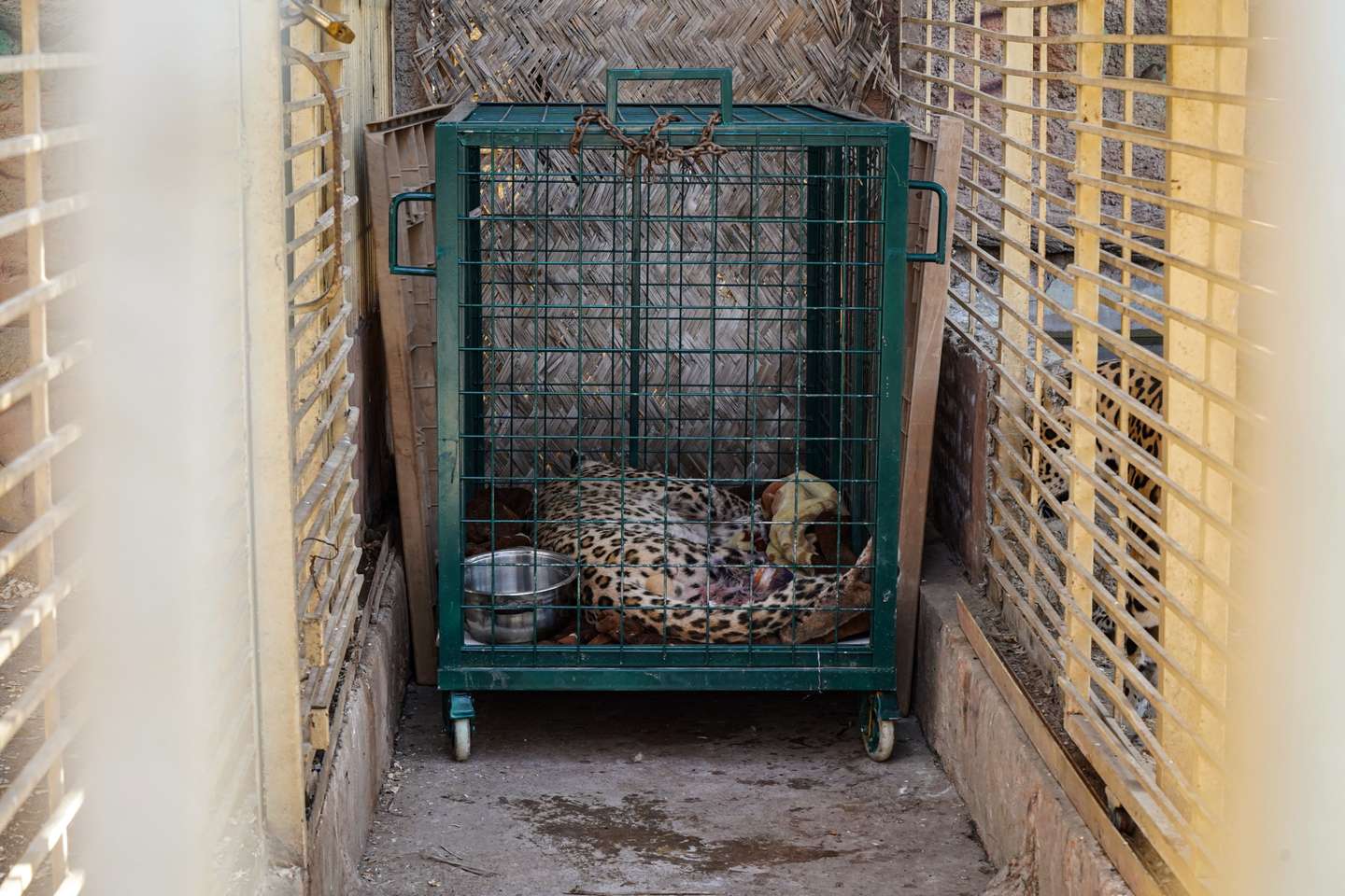 Batifa, o leopardo persa inconsciente enquanot o veterinário amputa uma das suas pernas. Iraque.
