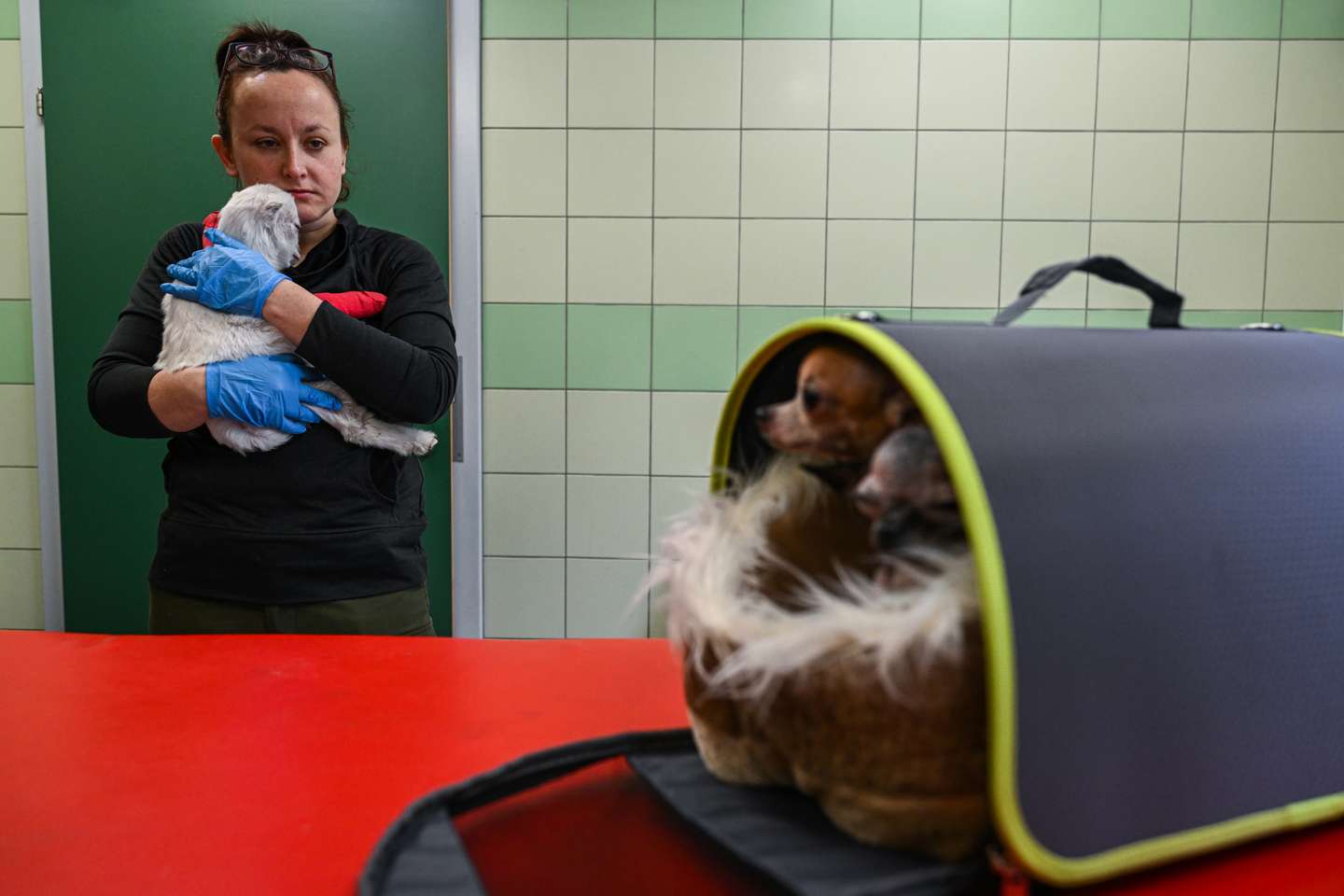 Clínica veterinária da Fundação Ada, em Przemysl (Polónia) onde são tratados os animais evacuados da Ucrânia