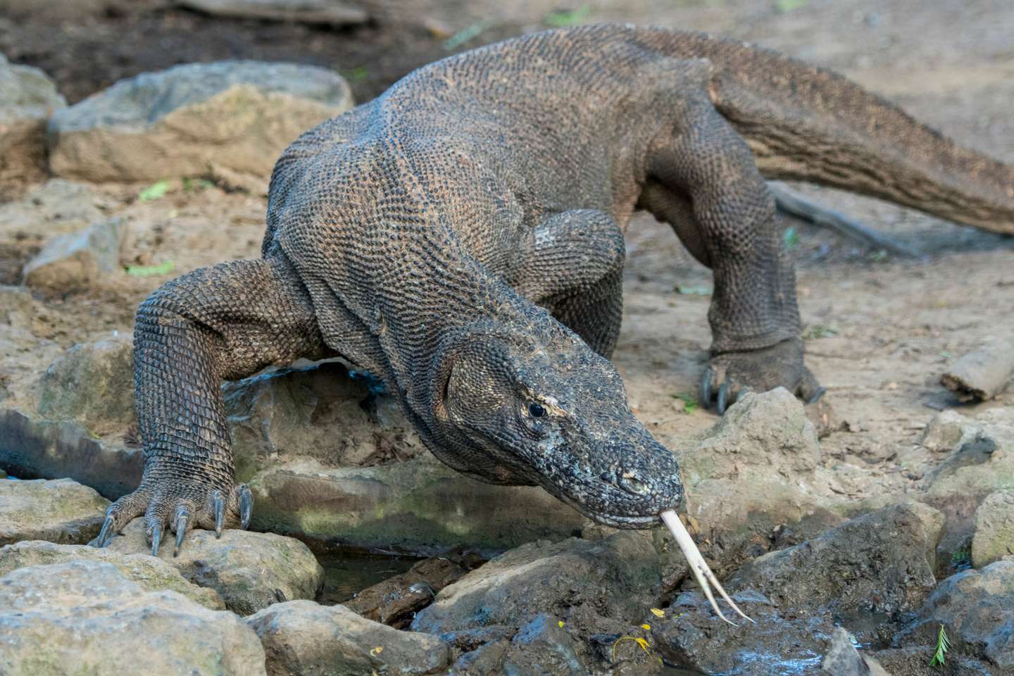 A Komodo dragon (Varanus komodoensis) at a waterhole in the