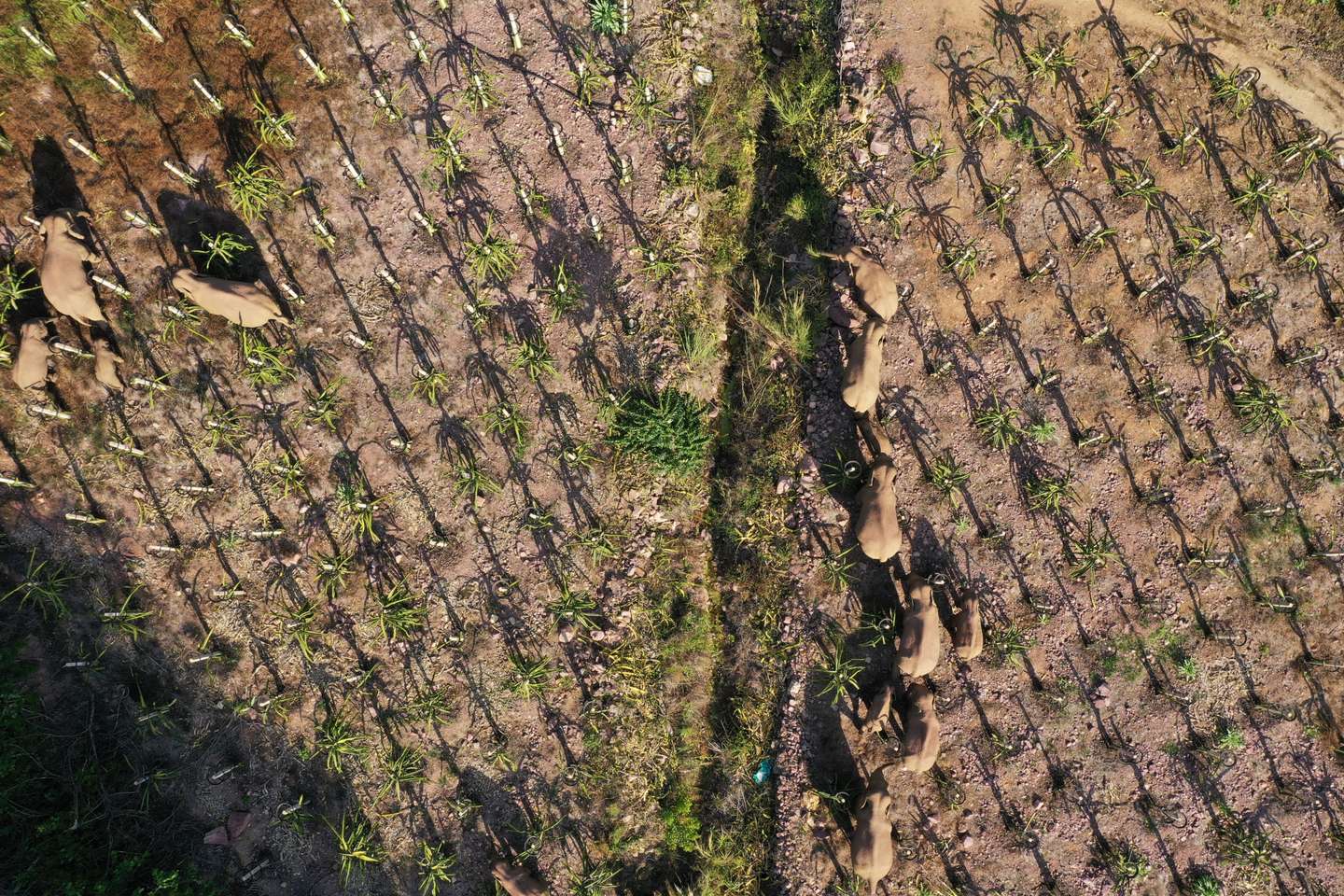 Wild Elephants Wander In Yunnan