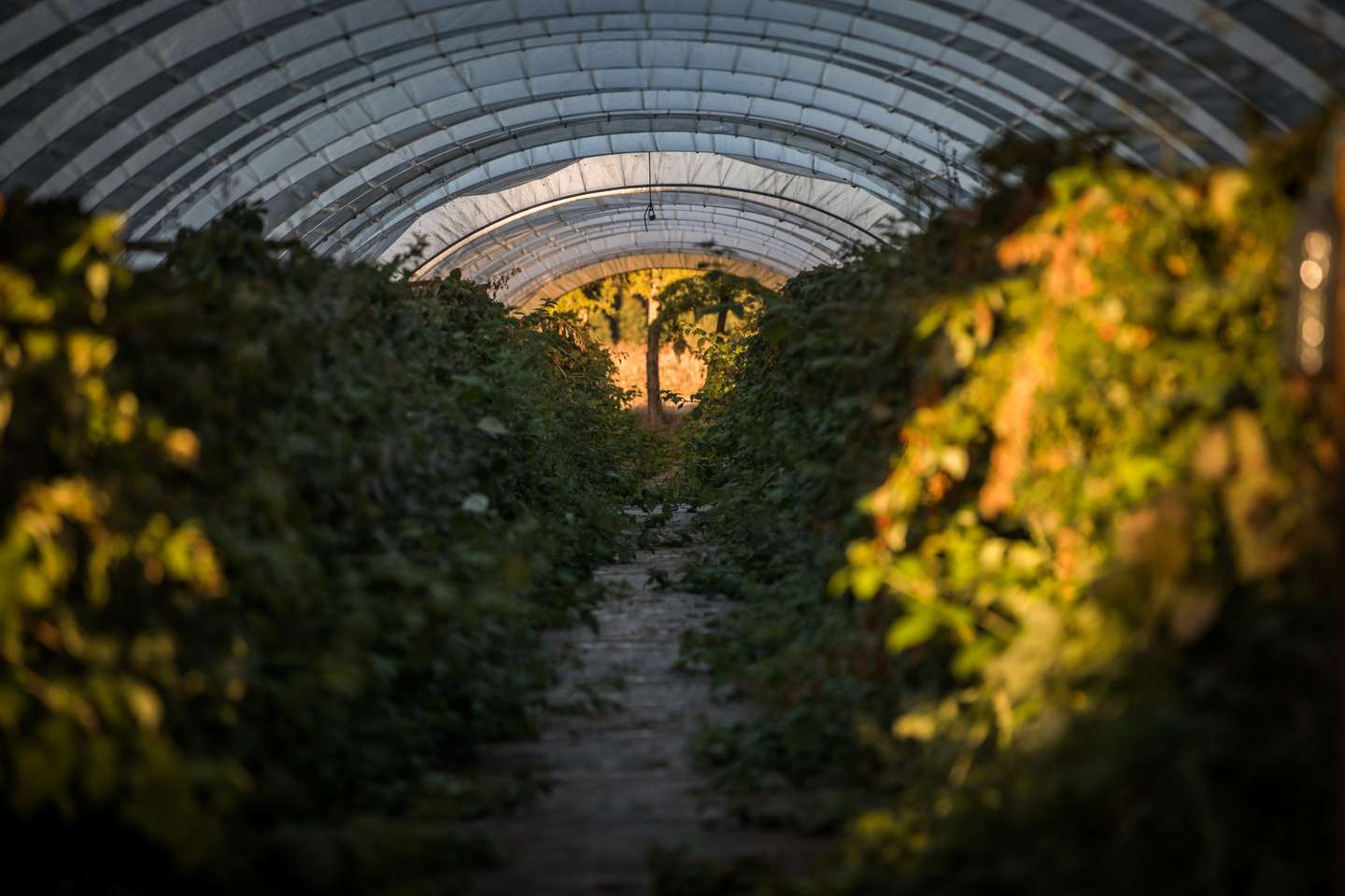 Estufas que pertencem à deputada e porta-voz do PAN Inês Sousa Real. Uma das empresas chama-se Red Fields, no Montijo. Montijo, 15 de novembro de 2021. JOÃO PORFÍRIO/OBSERVADOR