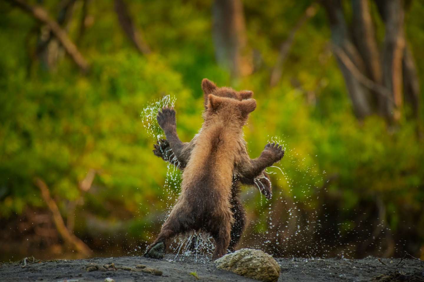 Let's dance
