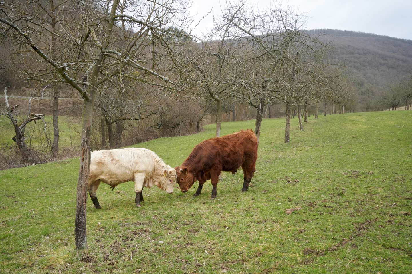 Agroforestry on the Bannmühle organic farm