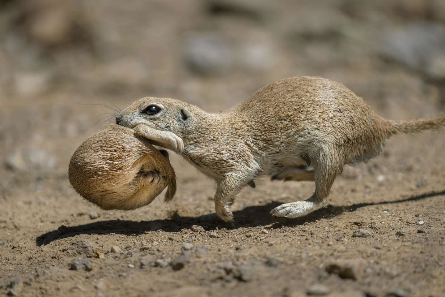 Nature Photographer of the Year 2021