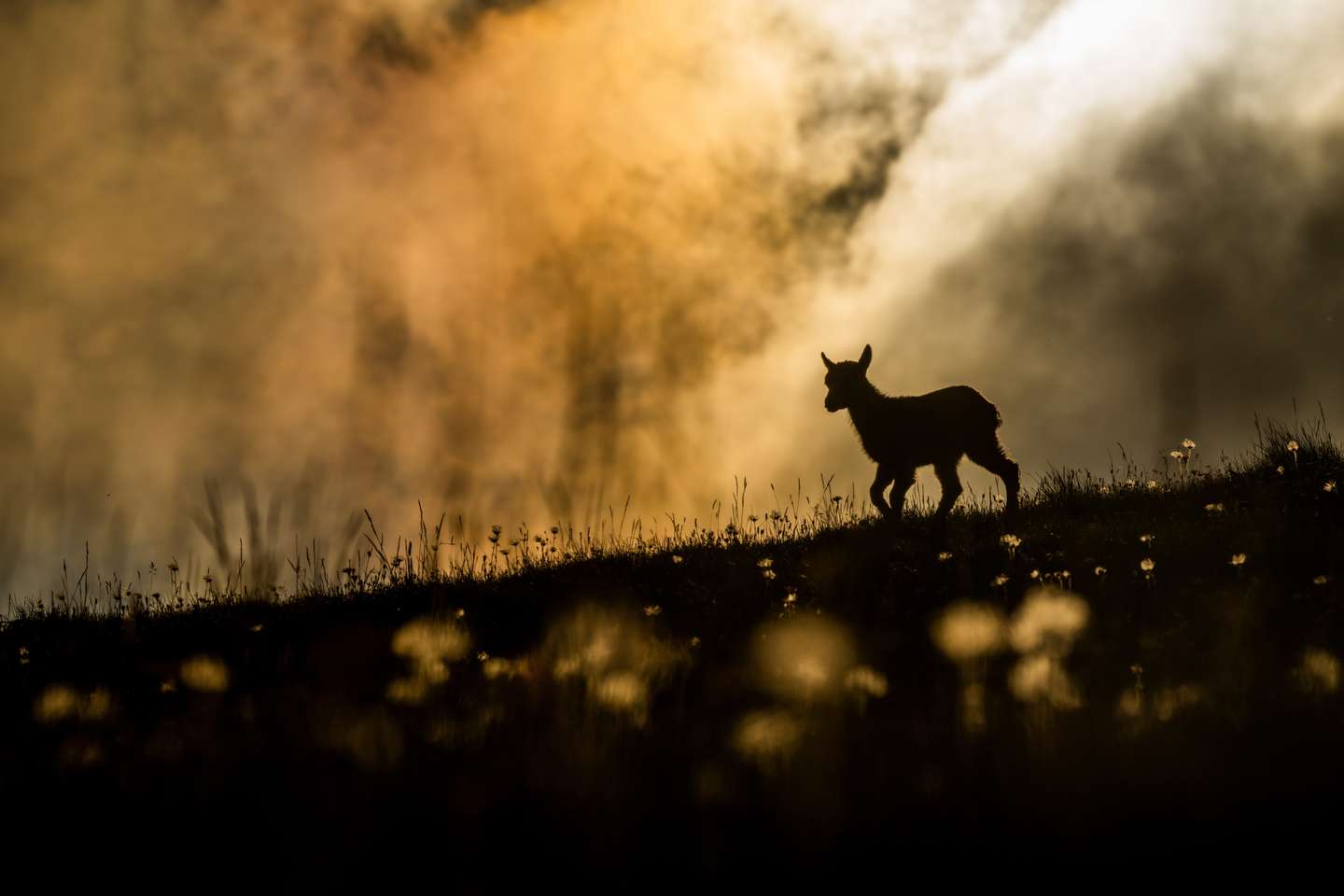 Nature Photographer of the Year 2021
