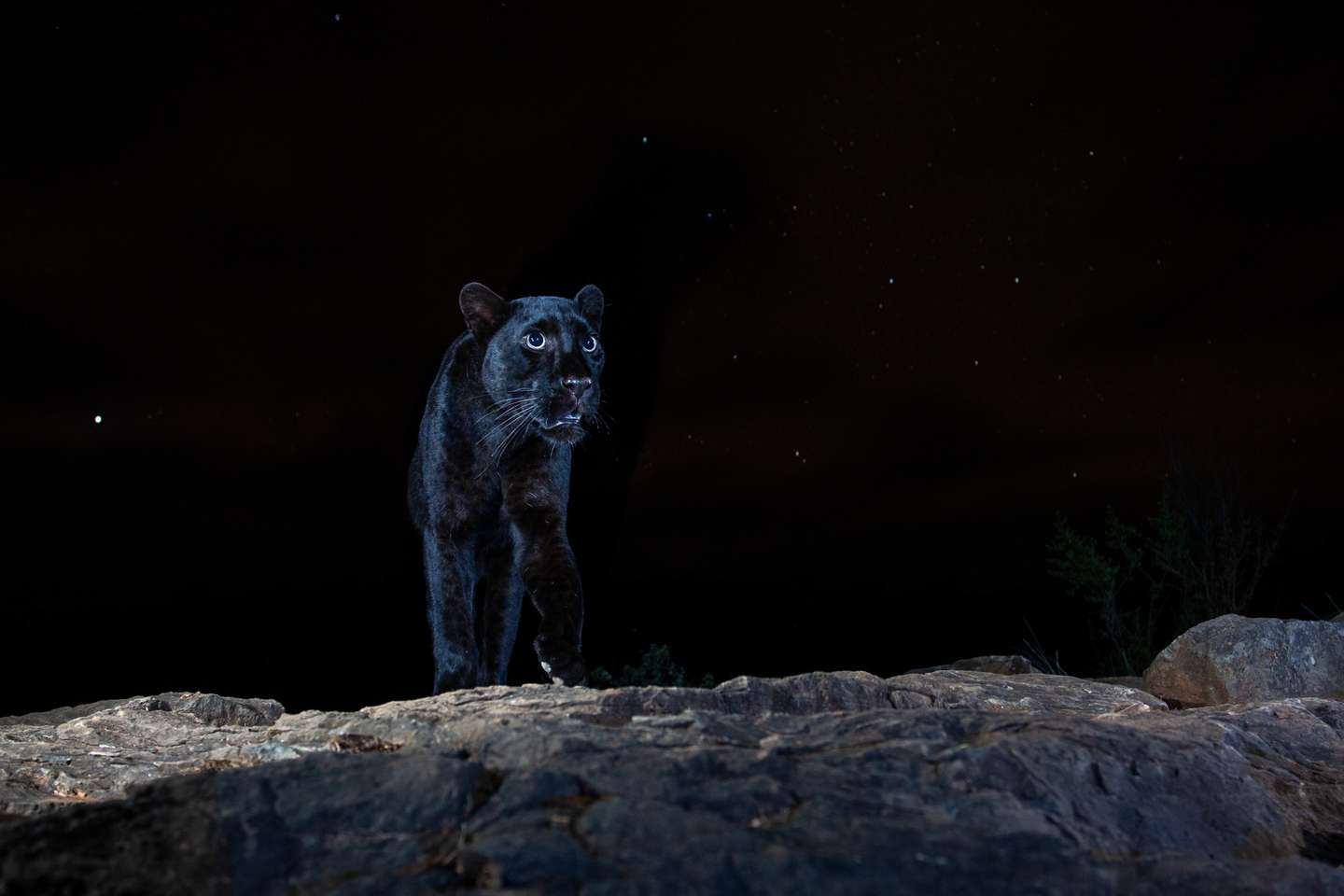 Nature Photographer of the Year 2021