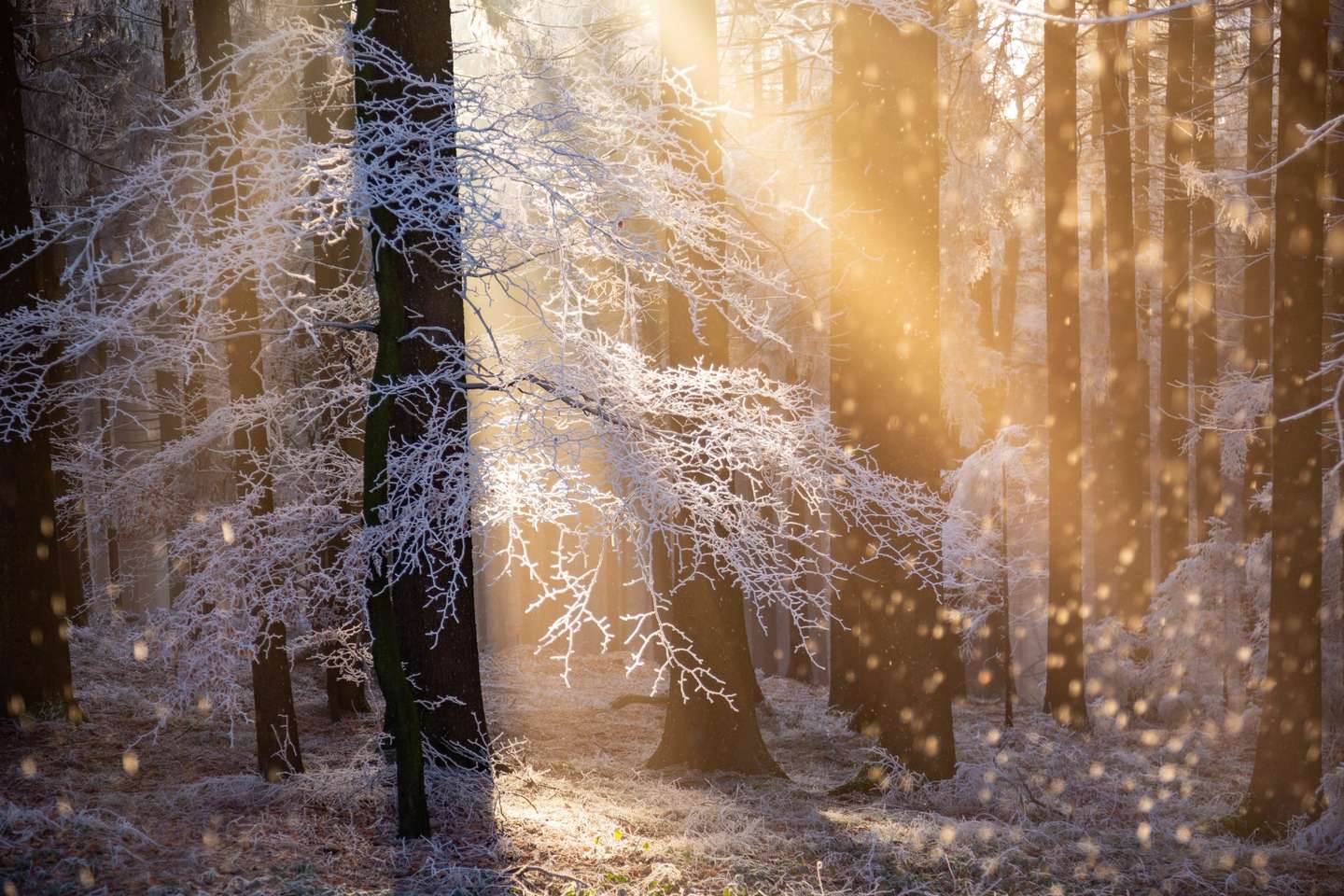 Nature Photographer of the Year 2021