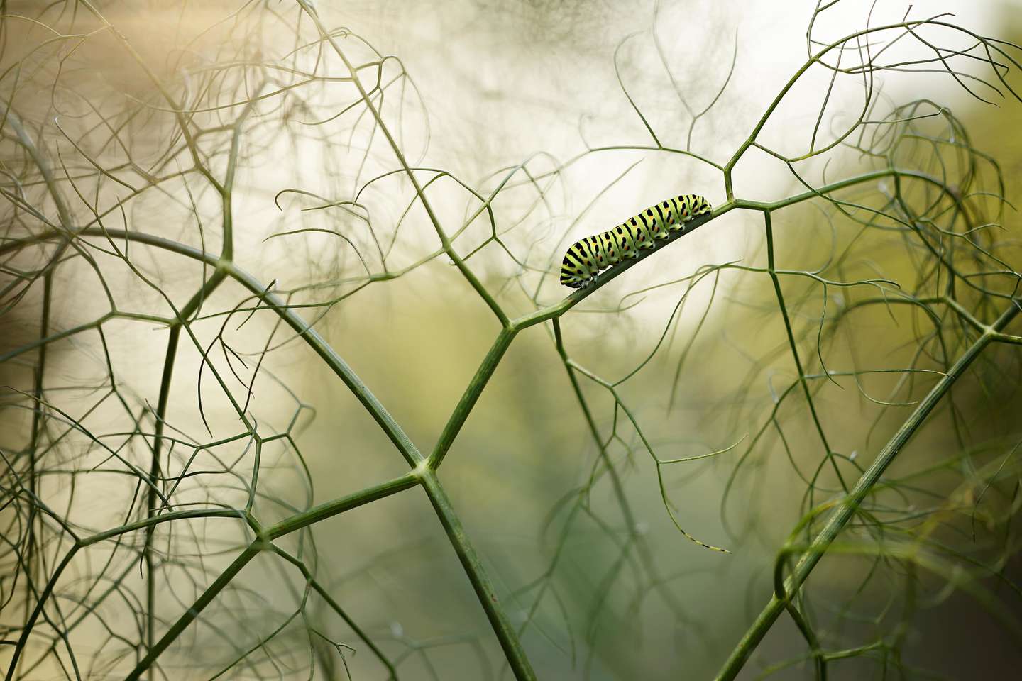 Nature Photographer of the Year 2021
